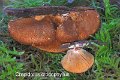 Crepidotus crocophyllus-amf717